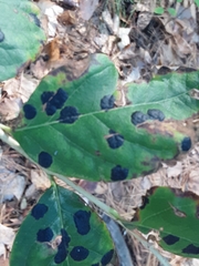 Rhytisma