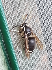 Dolichovespula maculata