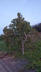 Liquidambar styraciflua
