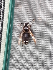 Dolichovespula maculata