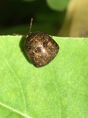 Megacopta punctatissima