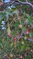 Liquidambar styraciflua