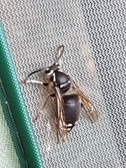 Dolichovespula maculata