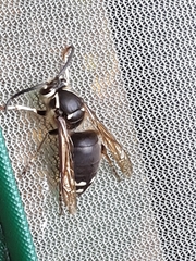 Dolichovespula maculata