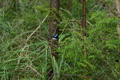 Malurus cyaneus cyanochlamys