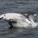 Risso's Dolphin - Photo (c) Robin Gwen Agarwal, some rights reserved (CC BY-NC), uploaded by Robin Gwen Agarwal