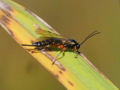 Itoplectis
