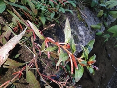 Ludwigia prostrata