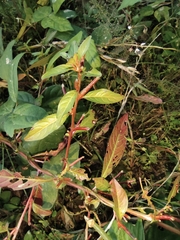Ludwigia prostrata