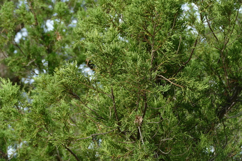 バミューダ杉　Juniperus bermudiana　絶滅危惧種　ジュニパー Bermuda juniper (Juniperus bermudiana) · iNaturalist