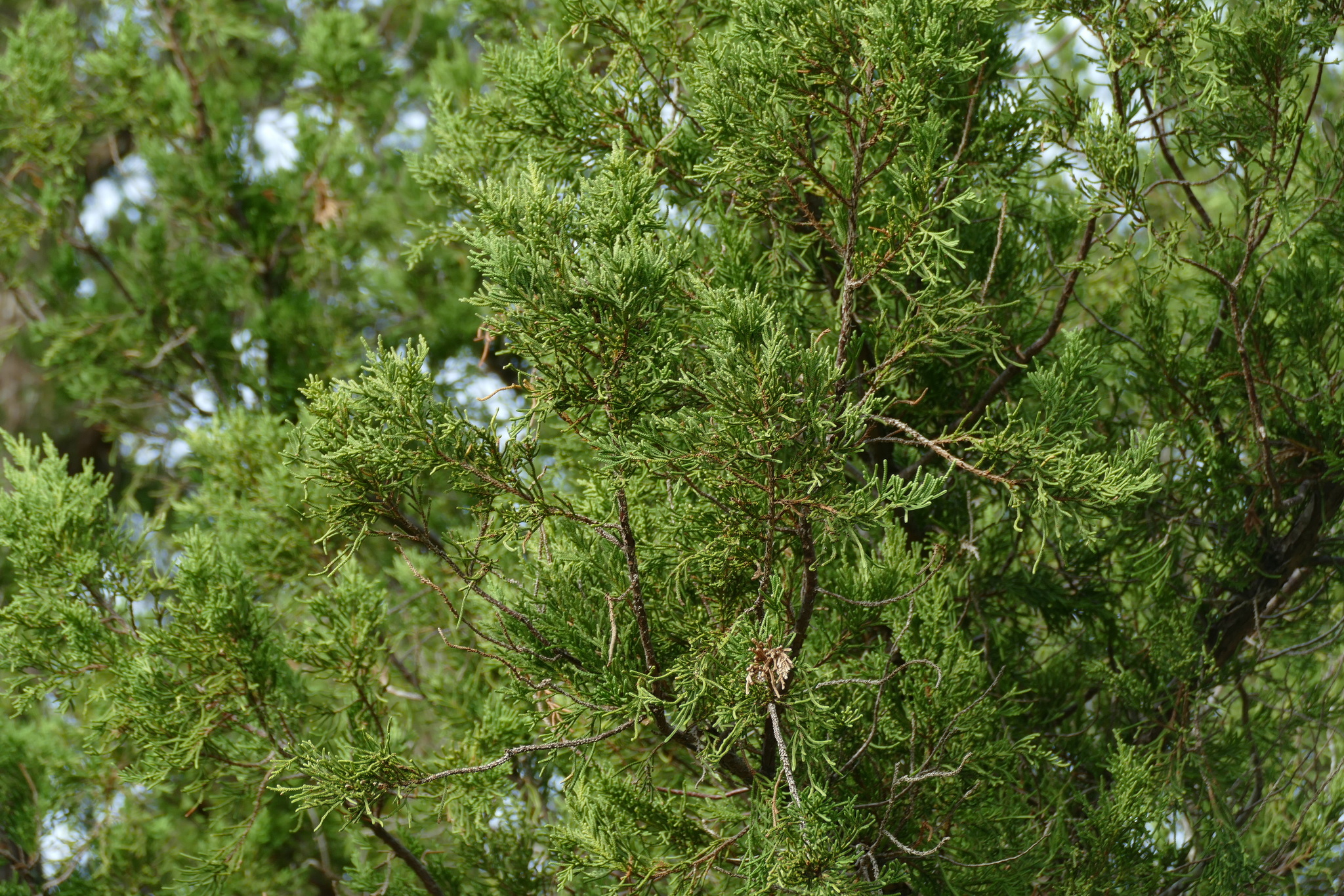 Bermuda juniper (Juniperus bermudiana) · iNaturalist