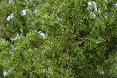 Juniperus bermudiana
