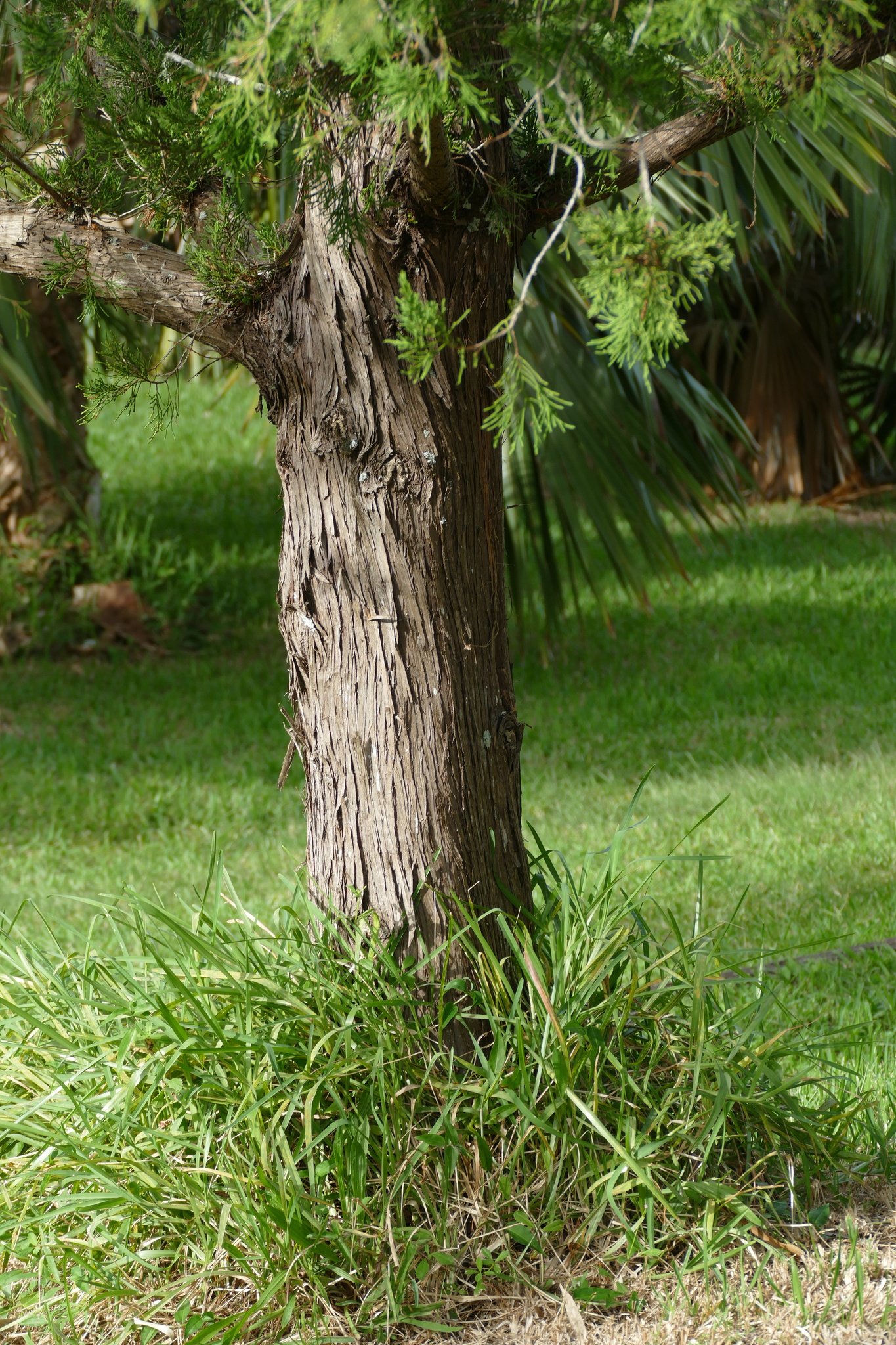 Bermuda juniper (Juniperus bermudiana) · iNaturalist