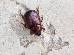 Oxygrylius ruginasus