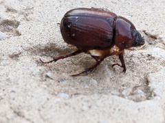 Oxygrylius ruginasus