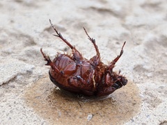 Oxygrylius ruginasus