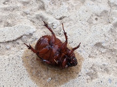 Oxygrylius ruginasus