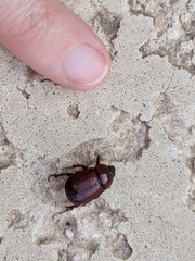 Oxygrylius ruginasus