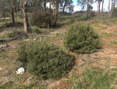 Pomaderris angustifolia