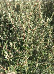 Pomaderris angustifolia