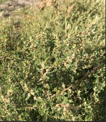 Pomaderris angustifolia