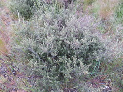 Pomaderris angustifolia