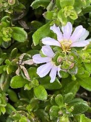 Scaevola hookeri