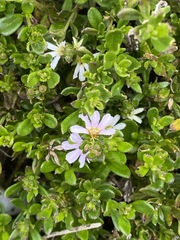 Scaevola hookeri