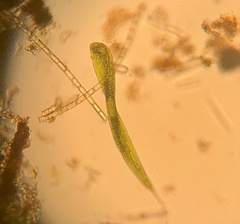 Lepocinclis helicoideus