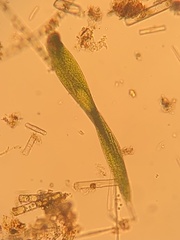Lepocinclis helicoideus