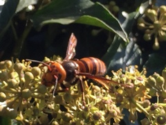 Vespa mandarinia japonica