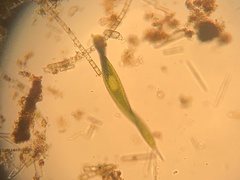 Lepocinclis helicoideus