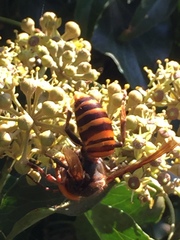 Vespa mandarinia japonica