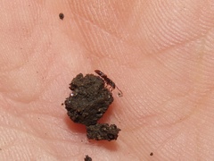 Ponera pennsylvanica