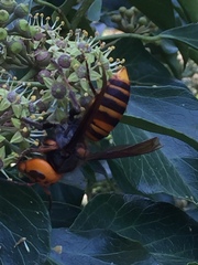 Vespa mandarinia japonica