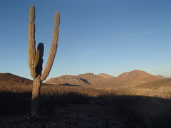 Pachycereus pringlei