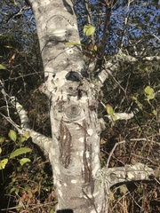 Cervus canadensis nannodes