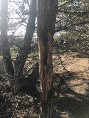 Cervus canadensis nannodes