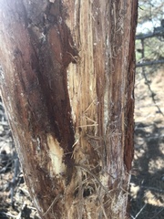 Cervus canadensis nannodes