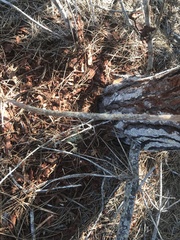 Cervus canadensis nannodes