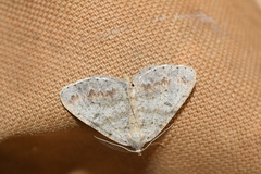 Macaria loricaria