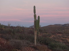 Pachycereus pringlei