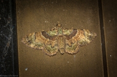 Gymnoscelis derogata