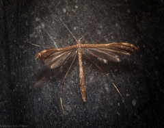 Tetraschalis arachnodes