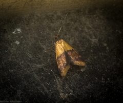 Hapaloteucha polemistis