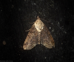 Lophoptera hemithyris