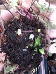 Otiorhynchus sulcatus