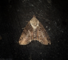 Lophoptera hemithyris