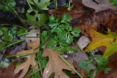 Ranunculus flabellaris