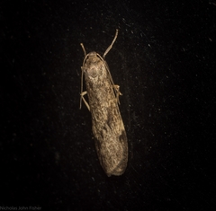 Graphosia stenopepla